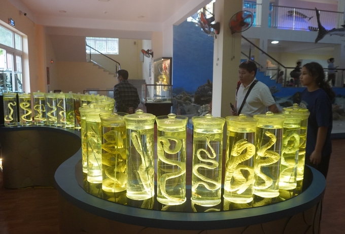 Tourists visit the Institute of Oceanography in Nha Trang City. Photo: DT.