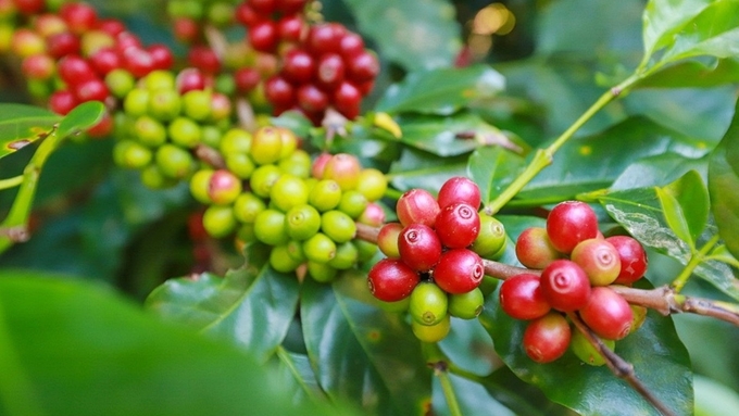 Coffee prices on February 12, 2025: Strong increase in the domestic market, mixed movements globally