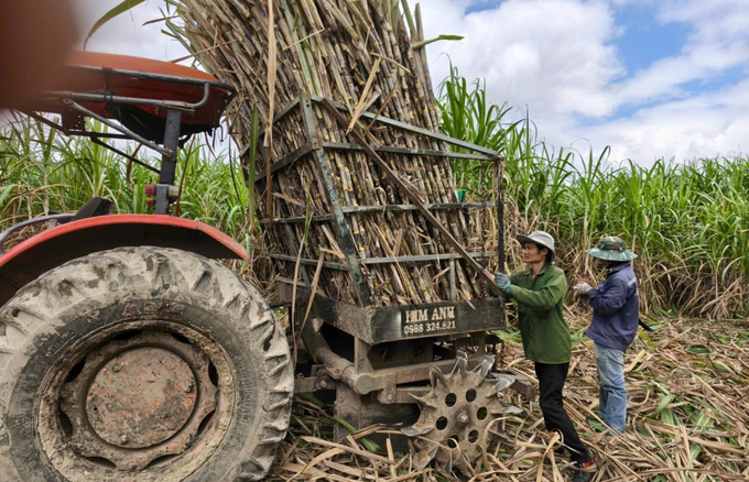 Những năm gần đây, nông dân trồng mía ở Phú Yên có thu nhập ổn định. Ảnh: KS.