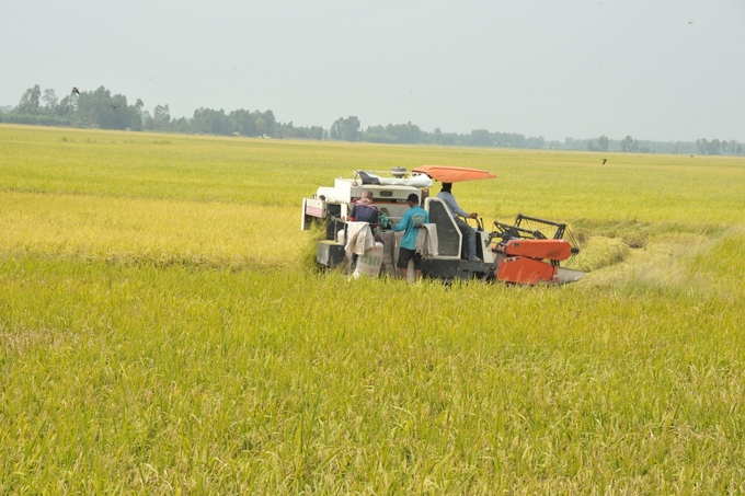 Hiện trên địa bàn huyện Vĩnh Lợi có 12.700ha tham gia Đề án 1 triệu ha lúa chất lượng cao, phát thải thấp. Ảnh: Trọng Linh.