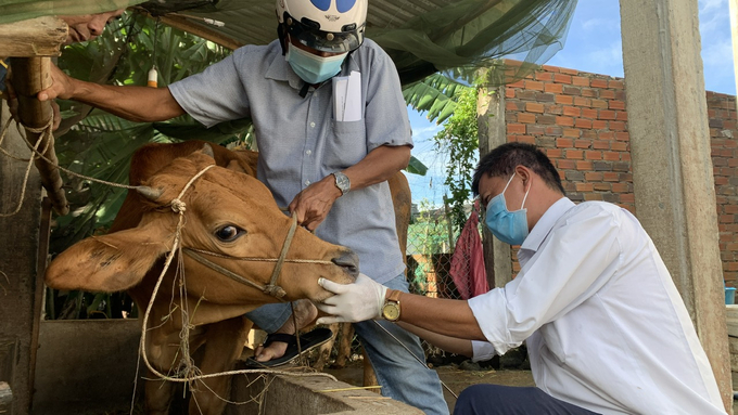 Chi Cục Chăn nuôi, Thú y và Thủy sản tỉnh Vĩnh Long tiêm phòng cho đàn bò của tỉnh. Ảnh: Hồ Thảo.