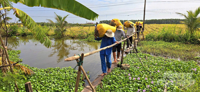 Niềm vui của nông dân khi thu hoạch lúa tím đạt năng suất cao ngay trong vụ đầu tiên. Ảnh: Minh Sáng.