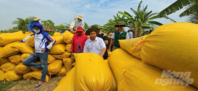 Tiến sĩ Đào Minh Sô (người đứng giữa) - tác giả giống lúa tím SR21, Trưởng bộ môn chọn tạo giống cây trồng (Viện Khoa học Kỹ thuật Nông nghiệp miền Nam) chia sẻ niềm vui với nông dân thu hoạch đạt năng suất cao trong mô hình trồng lúa tím. Ảnh: Minh Sáng.