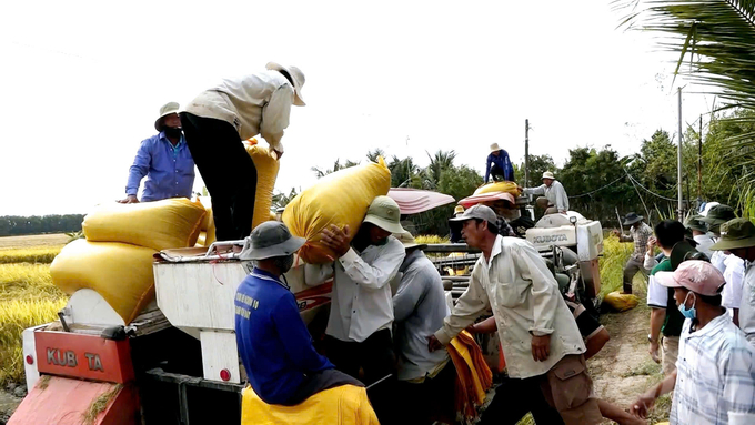 Ngày đầu năm, rất đông bà con nông dân cùng đại diện chính quyền địa phương và bà con HTX Nông nghiệp Tân Điền đã có mặt trong buổi lễ thu hoạch lúa tím. Ảnh: Minh Sáng.