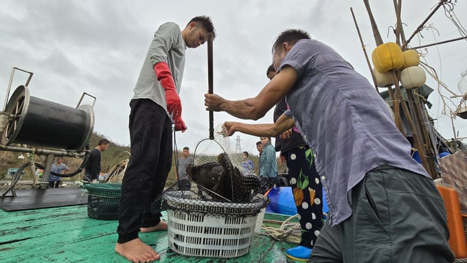 Vân Đồn là vựa nuôi trồng thủy sản lớn nhất tỉnh Quảng Ninh và miền Bắc. Ảnh: Vũ Cường.