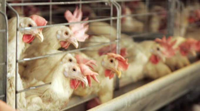 This file photo shows egg-producing chickens in a barn at the Heartland Quality Egg Farm in Logan County, Ohio. Avian flu has decimated chicken and turkey flocks across a dozen states.