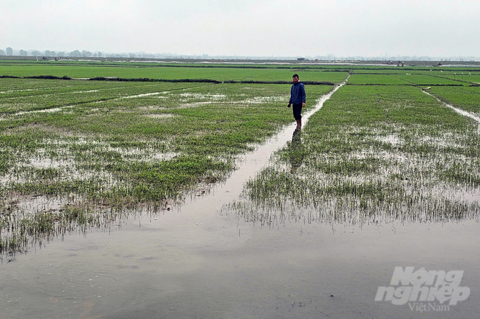 Gần 4.000ha lúa tại Quảng Trị bị ngập úng những ngày qua. Ảnh: Võ Dũng.