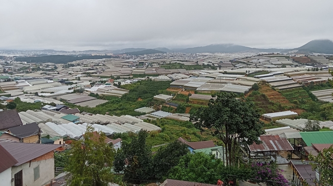 The greenhouse has completely changed the appearance of Da Lat. Photo: Vu Nhuan.