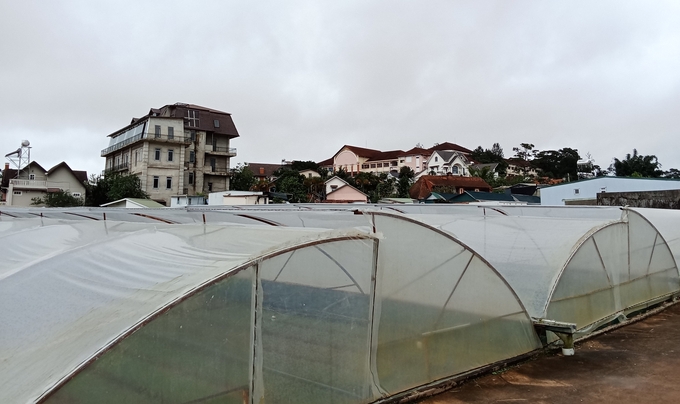 Greenhouses are now everywhere in Da Lat. Photo: Vu Nhuan.