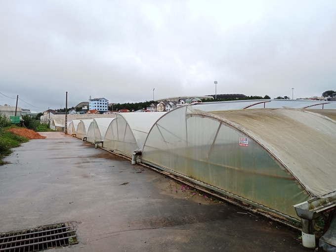 Greenhouses have helped the residents of Da Lat improve their livelihood and living standards, but they also lead to many consequences. Photo: Vu Nhuan.