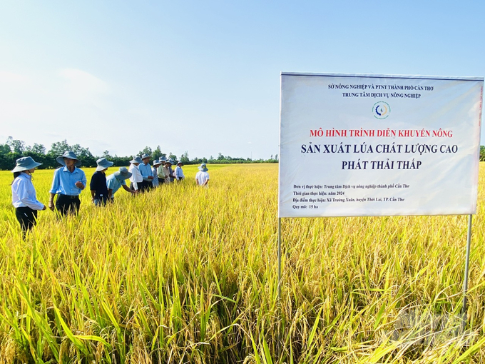 The new rice model gives 1.1 tons/cong in yield and VND 4.3 million/cong in profit. Photo: Le Hoang Vu.