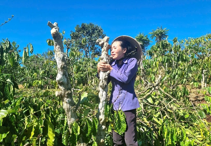 Chị Giang Phương Thanh khóc ngất bên vườn cây bị kẻ gian chặt phá. Ảnh: Tuấn Anh. 