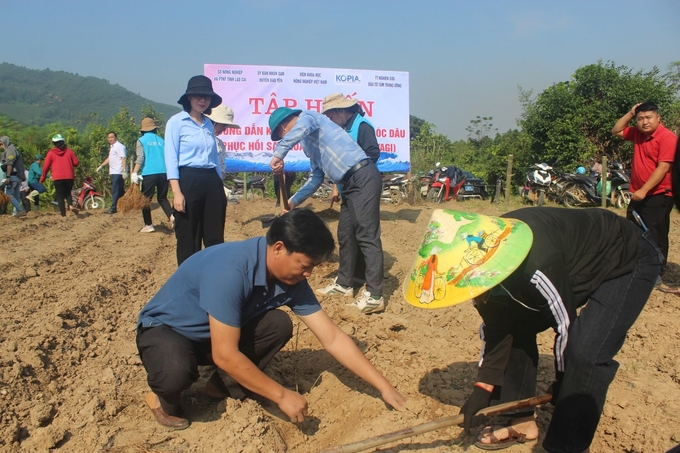 Trung tâm Khuyến nông và Dịch vụ nông nghiệp Lào Cai hướng dẫn kỹ thuật trồng dâu tại huyện Bảo Yên. Ảnh: Lưu Hòa.