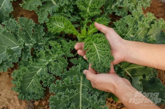 Giống cải xoăn (Kale) giàu dinh dưỡng trồng ở HTX Kim Đức. Ảnh: Hải Tiến.