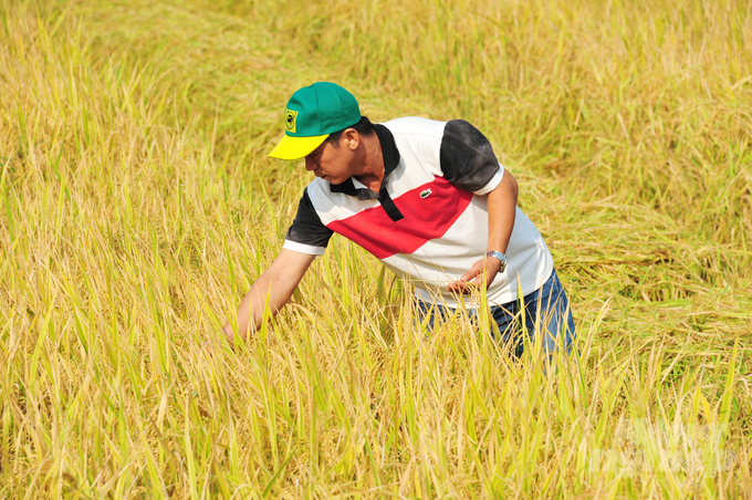 Farmers participating in the high-quality, low-emissions rice model apply sparse sowing, use certified seeds, and make the most of machinery and synchronize technical advances during the production stage. Photo: Le Hoang Vu.