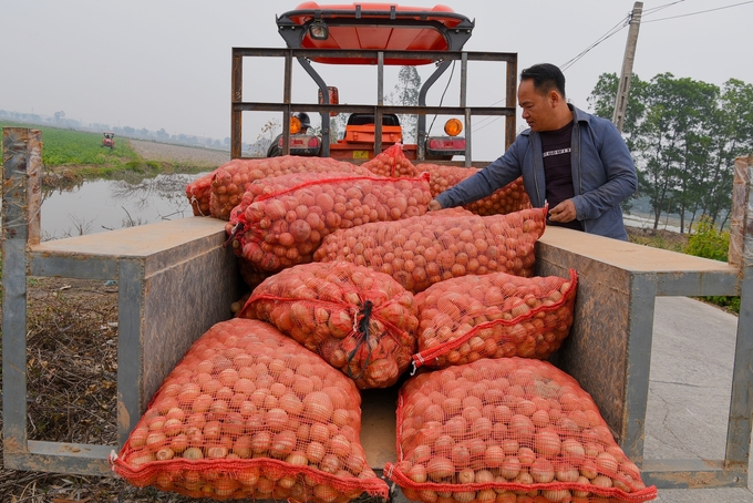 Những củ khoai tây nhỏ để lại làm giống cho vụ sau. Ảnh: Dương Đình Tường.