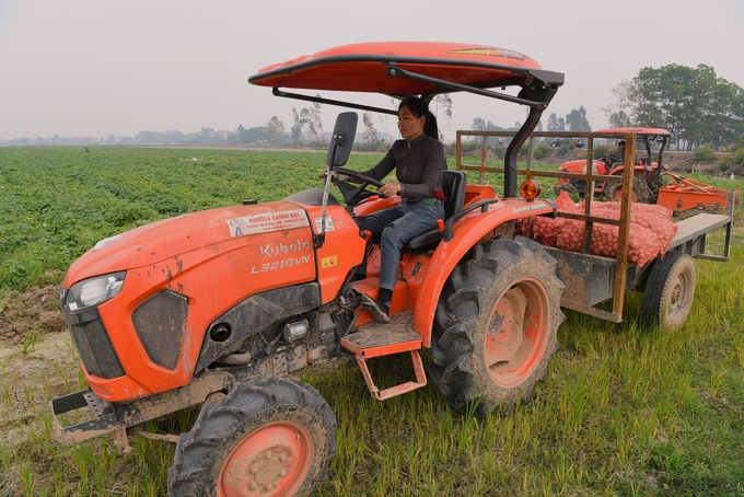 Chị Trịnh Thị Nga lái máy kéo chở khoai tây. Ảnh: Dương Đình Tường.