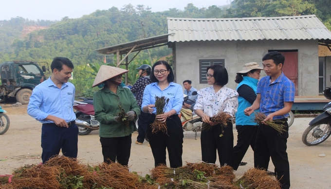 Trung tâm Khuyến nông và Dịch vụ nông nghiệp Lào Cai cấp phát giống dâu tằm cho nông dân huyện Bảo Yên. Ảnh: Lưu Hòa.