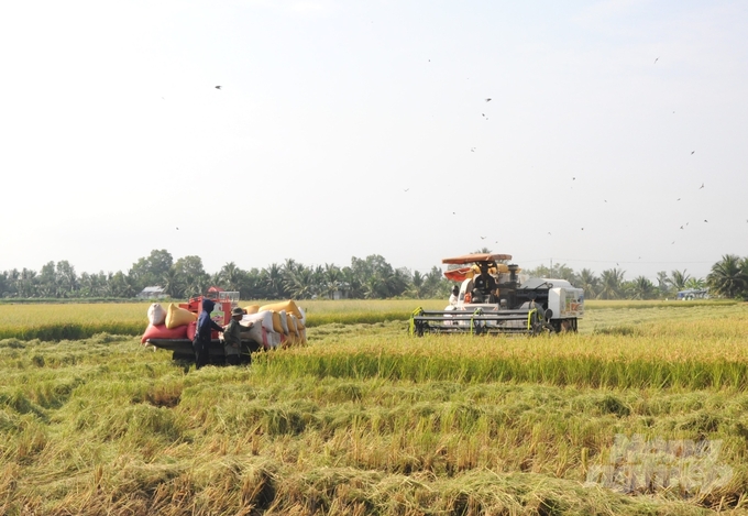 Harvesting rice at fields participating in the TRVC Project in Kien Giang. Photo: Trung Chanh.