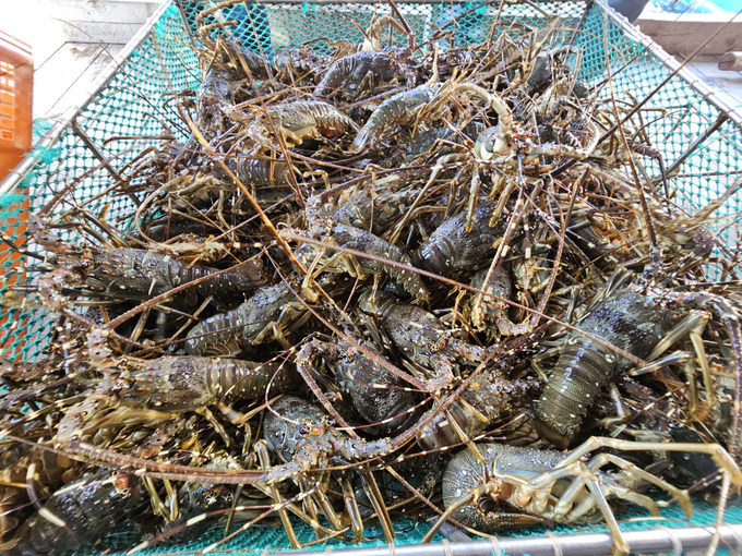 Lobster exports to China increased for the ninth time.