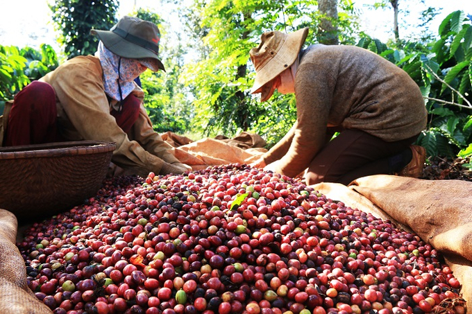 Vietnamese coffee prices benefit as global supply is affected.