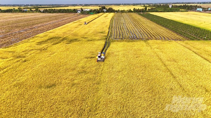 The rice field of Tan Dien commune, Go Cong Dong district, Tien Giang in the first purple rice harvest. Photo: Minh Sang. 