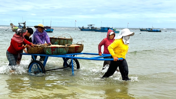 Ông Nguyễn Thanh Hùng, Chủ tịch Nghiệp đoàn Nghề cá xã Bình Châu cho biết, ruốc được mùa ngư dân xem là 'lộc biển'. Mỗi ngày, có hàng trăm ngư dân xã Bình Châu với trên gần 40 tàu thuyền tham gia đánh bắt ruốc. Năm nay ruốc xuất hiện dày đặc nên ngư dân rất phấn khởi.