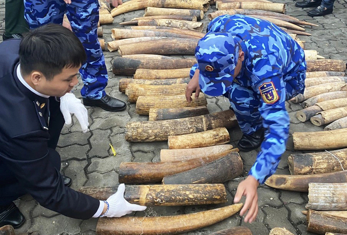 Authorities counted the amount of ivory smuggled into Hai Phong port in February 2023. Photo: Hai Phong Customs Department.