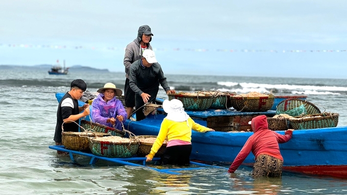 Các ngư dân cho hay, mùa khai thác ruốc biển thường bắt đầu từ cuối tháng 11 âm lịch năm trước kéo dài đến tháng 4 âm lịch năm sau. Năm nay, ruốc biển xuất hiện dày đặc nên hầu hết các tàu ra khơi đều trúng đậm. Trung bình mỗi tàu đánh bắt được khoảng 5 tạ ruốc, cá biệt có tàu đánh bắt được hơn 1 tấn.