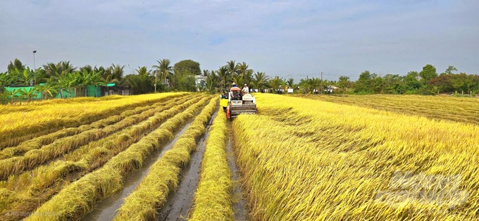 The selling price of purple rice is VND 108,000/kg, so the Cooperative and the business have plans to expand the raw material area in the coming time. Photo: Minh Sang.