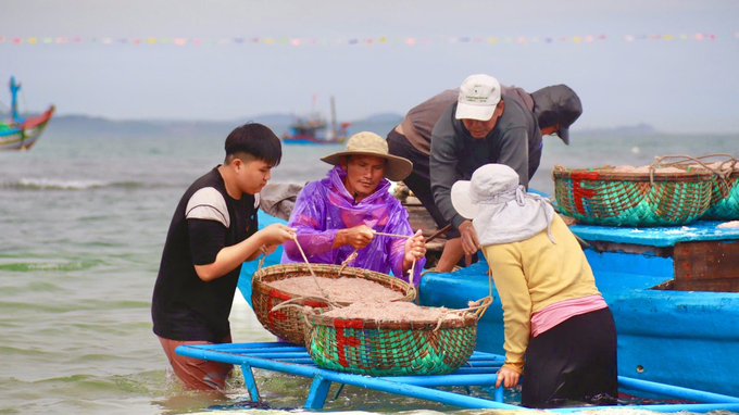 Giá ruốc biển tươi đang được thương lái thu mua từ 20.000 đến 25.000 đồng/kg, mỗi tàu khai thác có thể thu về từ 10 đến 30 triệu đồng. Sau khi trừ hết các chi phí, một ngư dân có thể thu nhập từ 1 đến 3 triệu đồng.