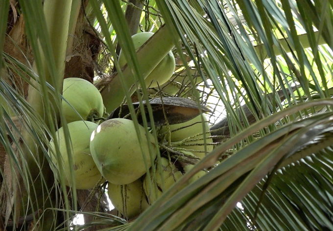 The Vietnam Coconut Association stated that the export turnover of coconuts and coconut-based products from Vietnam reached 1.089 billion USD in 2024. Photo: Hong Tham.