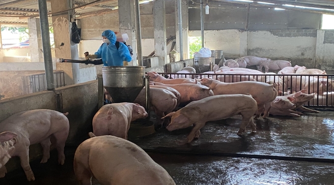 Các trang trại chăn nuôi lợn trên địa Lào Cai làm tốt công tác định kỳ phun khử trùng, tiêu độc chuồng trại. Ảnh: Lưu Hòa.