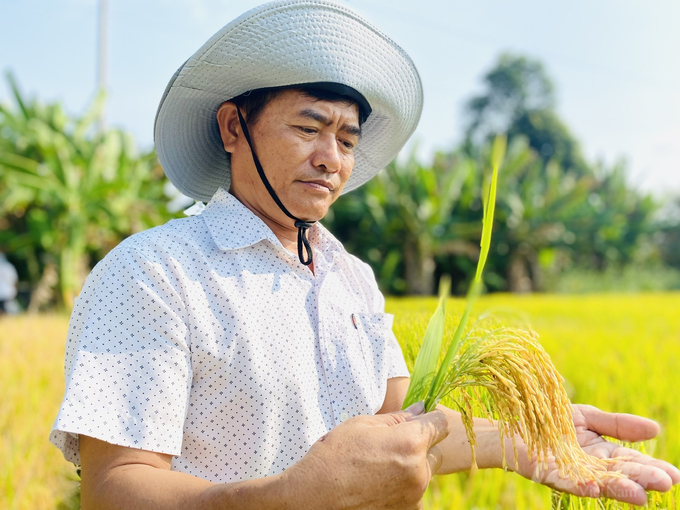 Lúa đông xuân trúng mùa nhưng giá giảm mạnh so với cùng kỳ. Ảnh: Lê Hoàng Vũ.