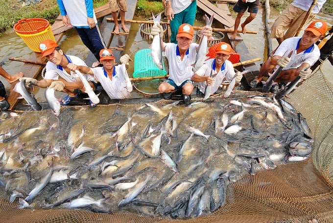 Vietnamese pangasius fish has many advantages when exporting to the United States. Photo: NNVN.