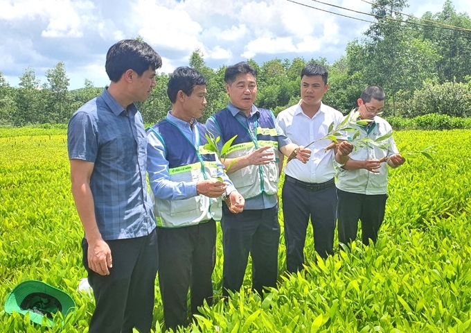 Director Le Quoc Thanh visits the raw material production area. Photo: AT.