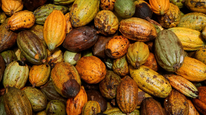 Cocoa pods are pictured at a farm in Sinfra, Ivory Coast April 29, 2023. 