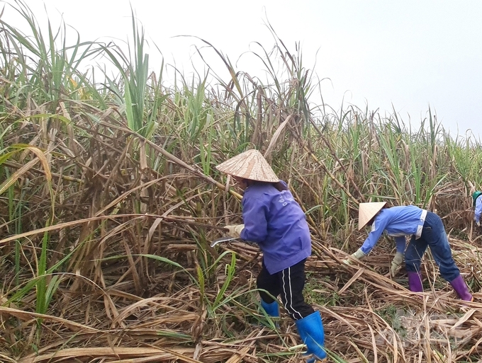 Bước qua một thời khó khăn, cây mía đường ở Tuyên Quang đang dần khôi phục trở lại. Ảnh: Đào Thanh.