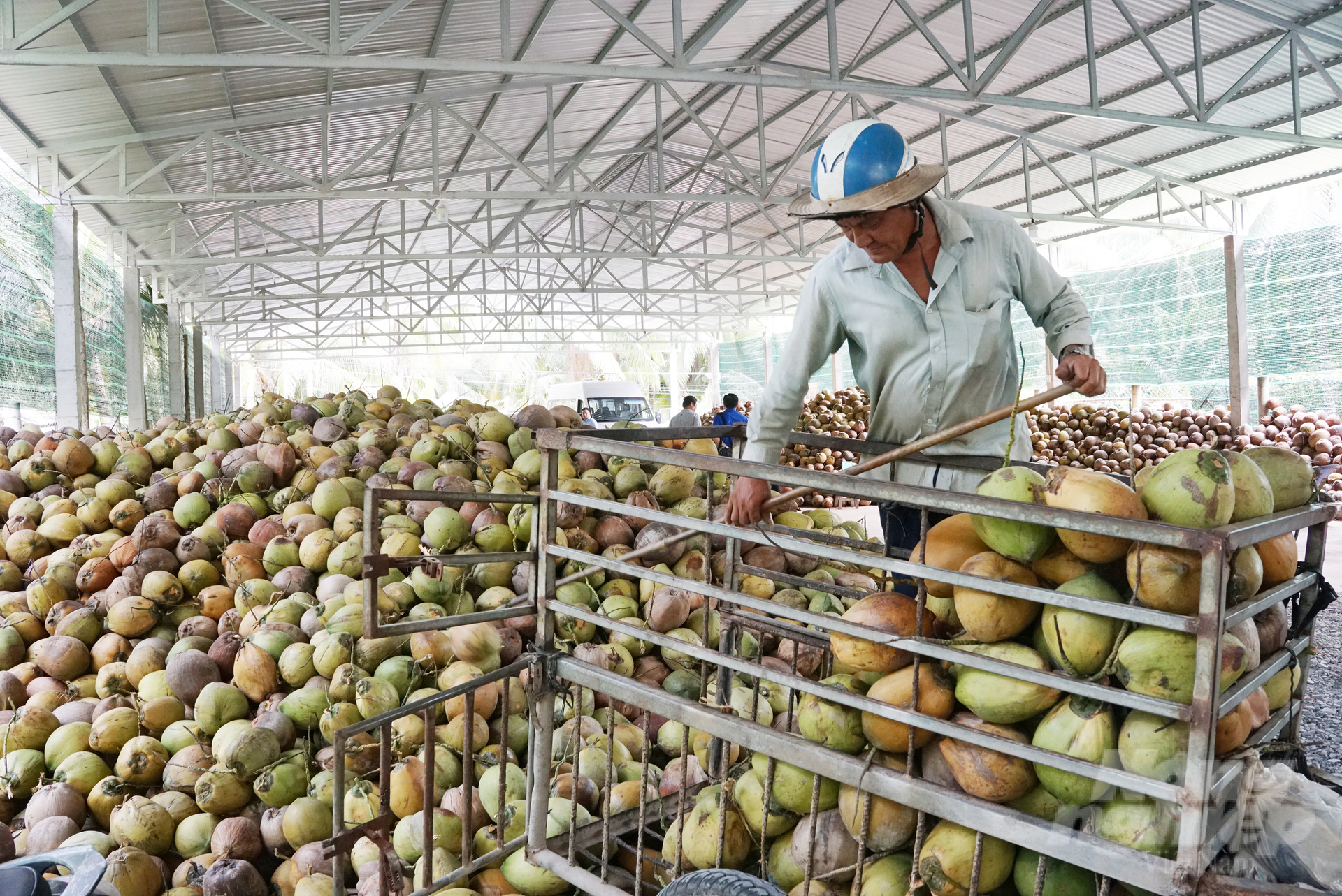 Bến Tre là địa phương có vùng nguyên liệu dừa và sản lượng dừa lớn nhất. Ảnh: Nguyễn Thủy.