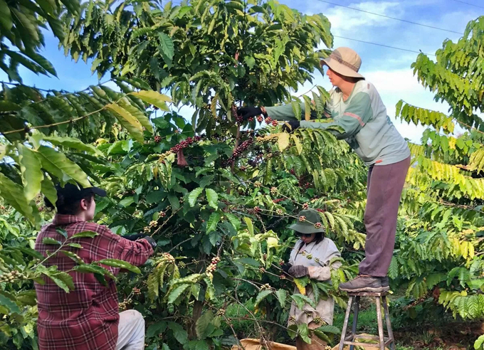 Thu hái cà phê tại khu vực Tây Nguyên. 