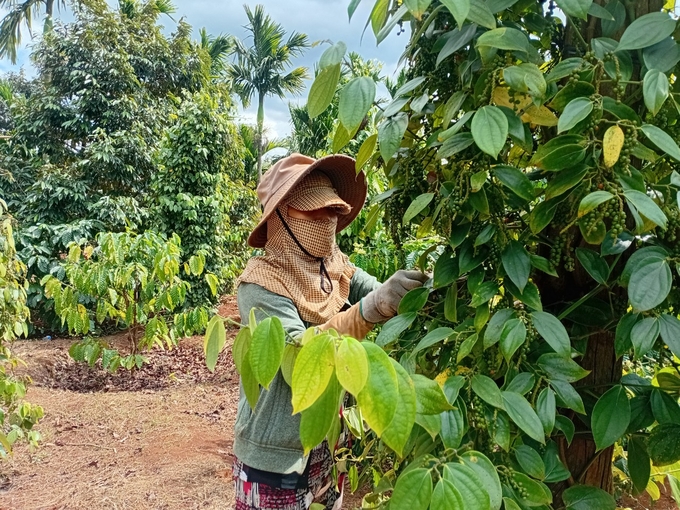 Gia Lai pepper officially enters harvest season. Photo: Tuan Anh.