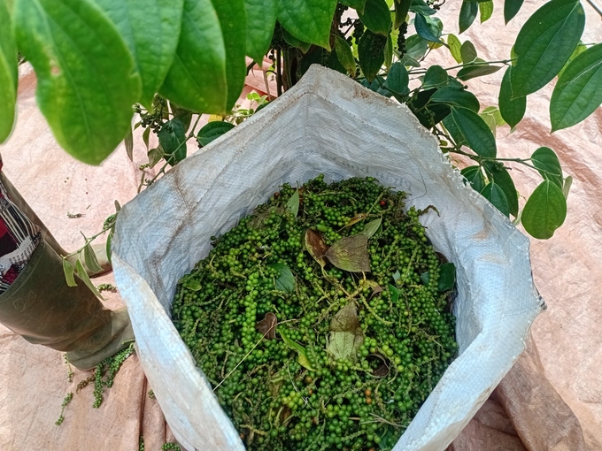 Pepper yield is stable this year. Photo: Tuan Anh.