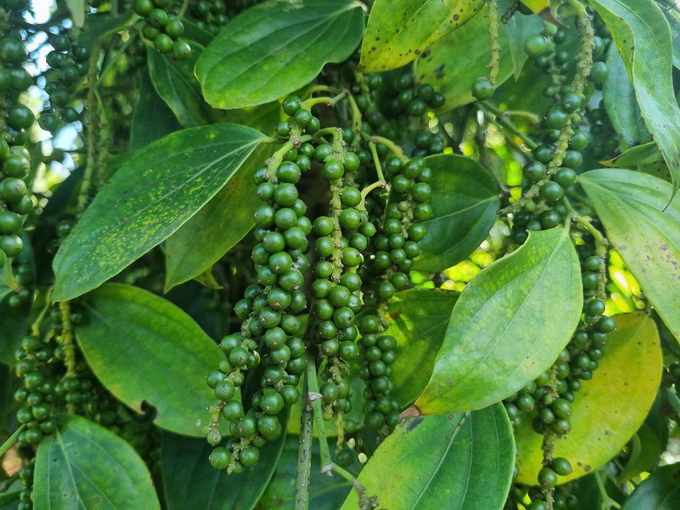 Gia Lai maintains a stable pepper cultivation area of approximately 10,000 hectares. Photo: Tuan Anh.