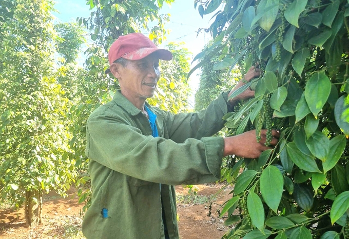 Mr. Hoi is very excited when pepper prices increase. Photo: Tuan Anh.