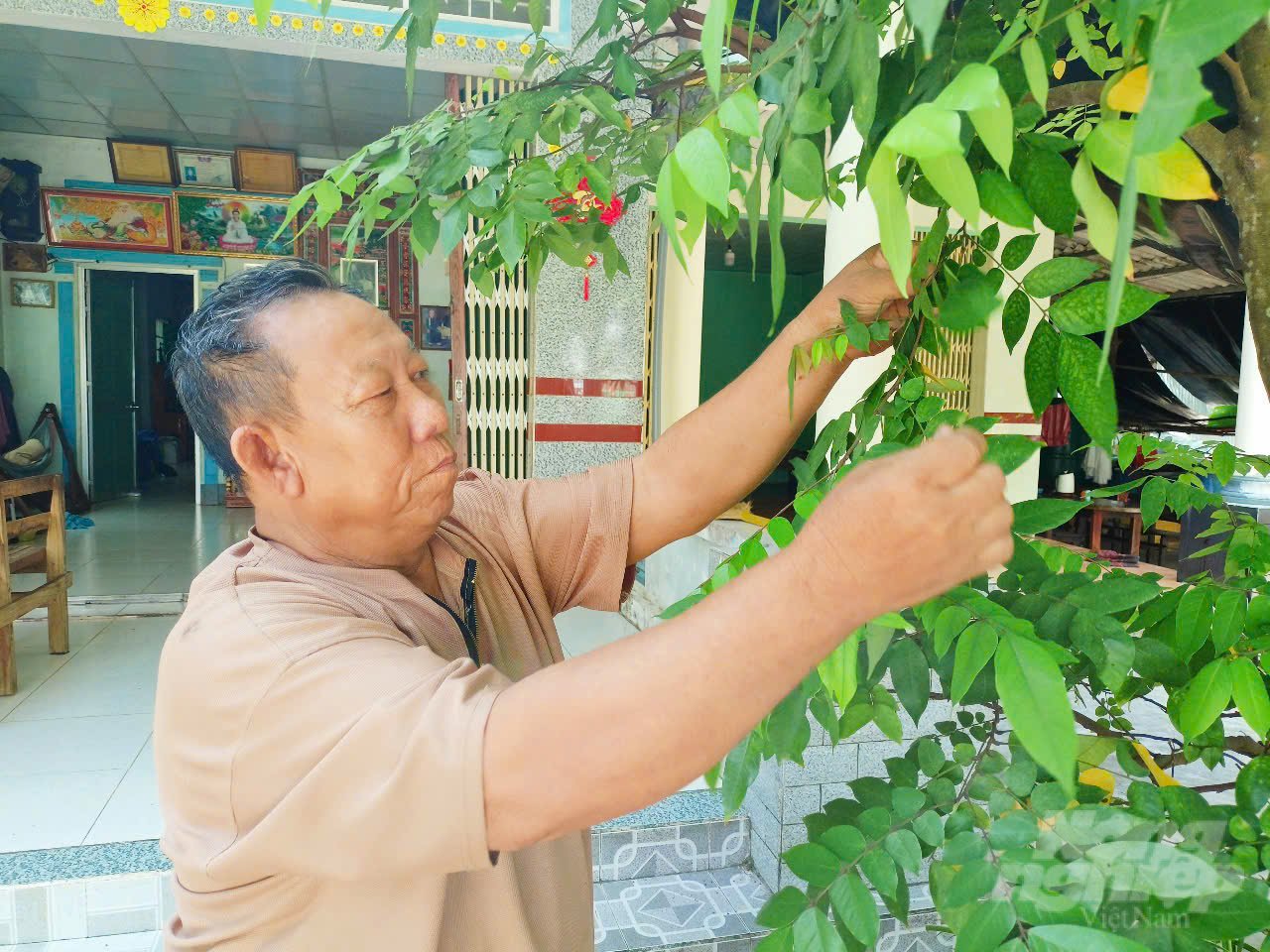 Ông Huỳnh Văn Chính chăm sóc hàng cây trước nhà. Ảnh: Trọng Linh.