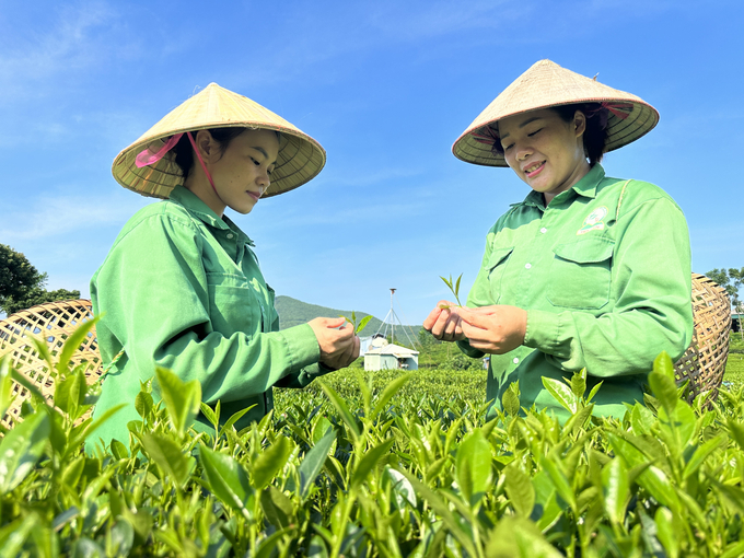 Vùng chè HTX Trà và Du lịch cộng đồng Tiến Yên. Ảnh: Quang Linh.