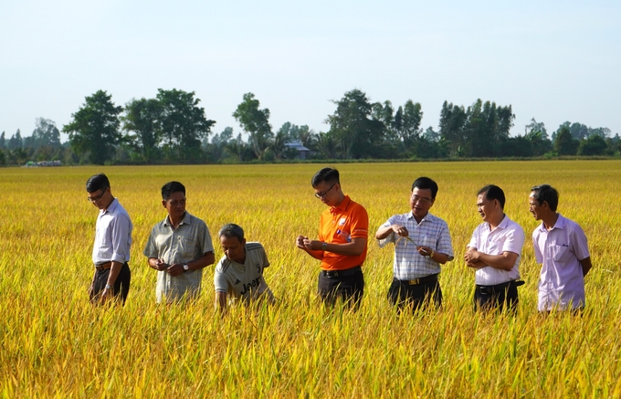 Lãnh đạo Phòng NN-PTNT huyện Châu Thành A, cùng đại diện Công ty Cổ phần GFA và bà con nông dân đánh giá hiệu quả mô hình sản xuất lúa chất lượng cao, phát thải thấp đang triển khai tại ấp Trường Thắng, xã Trường Long A. Ảnh: Kim Anh.