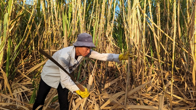 Vùng nguyên liệu mía Cù Lao Dung đang bước vào chính vụ thu hoạch, kéo dài đến hết tháng 3 âm lịch. Ảnh: Kim Anh.