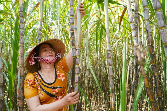 Chị Trương Hồng Phượng có hơn 25 năm gắn với nghề trồng mía, dù trải qua nhiều thăng trầm, chị vẫn quyết tâm giữ vững diện tích hơn 20 công mía. Ảnh: Kim Anh.