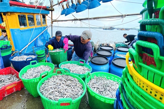 Những giỏ cá cơm tươi rói, đầy ắp được vận chuyển lên bờ để bán cho thương lái. Ảnh: L.K.